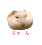 白くて丸いハムスター（個別スタンプ：8）