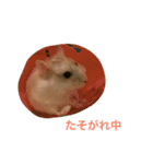 白くて丸いハムスター（個別スタンプ：12）