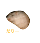 白くて丸いハムスター（個別スタンプ：13）