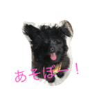 うちの犬アロハの気持ち（個別スタンプ：2）