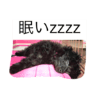 うちの犬アロハの気持ち（個別スタンプ：3）