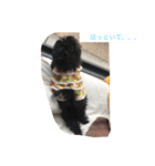 うちの犬アロハの気持ち（個別スタンプ：5）