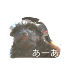 うちの犬アロハの気持ち（個別スタンプ：6）