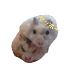 はむちゃんずと仲間たち2（個別スタンプ：7）