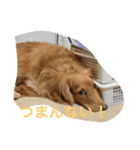 てん1（個別スタンプ：8）