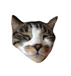 私の愛猫すももちゃん（個別スタンプ：1）