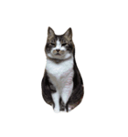 私の愛猫すももちゃん（個別スタンプ：3）