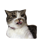 私の愛猫すももちゃん（個別スタンプ：5）
