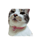 私の愛猫すももちゃん（個別スタンプ：6）