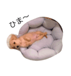 カニ（赤ちゃん編）（個別スタンプ：2）