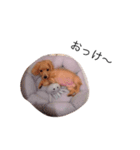 カニ（赤ちゃん編）（個別スタンプ：8）