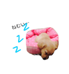 カニ（赤ちゃん編）（個別スタンプ：15）