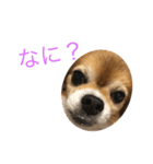 ブンブンスタンプ（個別スタンプ：2）