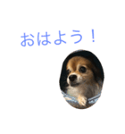 ブンブンスタンプ（個別スタンプ：3）
