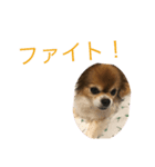 ブンブンスタンプ（個別スタンプ：4）