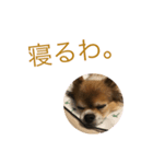 ブンブンスタンプ（個別スタンプ：5）