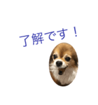 ブンブンスタンプ（個別スタンプ：7）