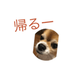ブンブンスタンプ（個別スタンプ：8）