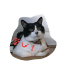 しろくろの一生（個別スタンプ：4）