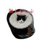 しろくろの一生（個別スタンプ：7）