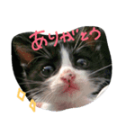 しろくろの一生（個別スタンプ：8）