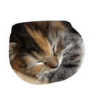 猫に癒されたい！（個別スタンプ：1）