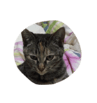 猫に癒されたい！（個別スタンプ：2）