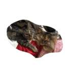 猫に癒されたい！（個別スタンプ：5）
