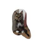 猫に癒されたい！（個別スタンプ：6）