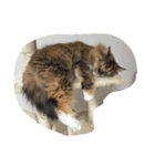 猫に癒されたい！（個別スタンプ：7）