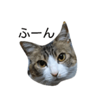 うちの猫たち！！！（個別スタンプ：1）