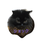 うちの猫たち！！！（個別スタンプ：2）