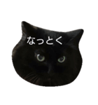 うちの猫たち！！！（個別スタンプ：3）