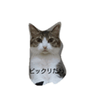うちの猫たち！！！（個別スタンプ：4）