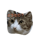うちの猫たち！！！（個別スタンプ：5）