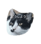 うちの猫たち！！！（個別スタンプ：6）
