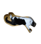 うちの猫たち！！！（個別スタンプ：7）