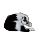 うちの猫たち！！！（個別スタンプ：8）