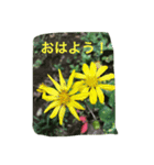 花写真のスタンプ（個別スタンプ：1）
