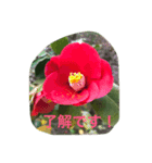 花写真のスタンプ（個別スタンプ：2）