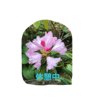 花写真のスタンプ（個別スタンプ：3）
