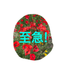 花写真のスタンプ（個別スタンプ：6）