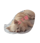 leone（個別スタンプ：3）