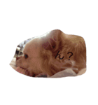 leone（個別スタンプ：4）