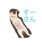 すーーさん（個別スタンプ：1）