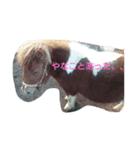 ちゃーちゃんとみんなの楽しい日々（個別スタンプ：7）