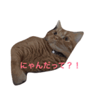 ふくとまろ（個別スタンプ：2）