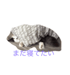 ふくとまろ（個別スタンプ：3）