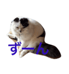 ふくとまろ（個別スタンプ：6）
