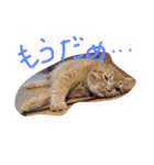 ふくとまろ（個別スタンプ：10）